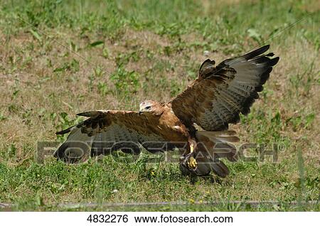 Long-legged Buzzard (Buteo rufinus) flying View Large Photo Image Stock Photograph - Long-legged Buzzard (Buteo rufinus) flying . Fotosearch