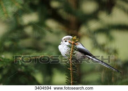Long-tailed Tit (Aegithalos caudatus) perching on a twig, Franconia, Germany View Large Photo Image Picture - Long-tailed Tit (Aegithalos caudatus) perching on a twig, Franconia, Germany . Fotosearch