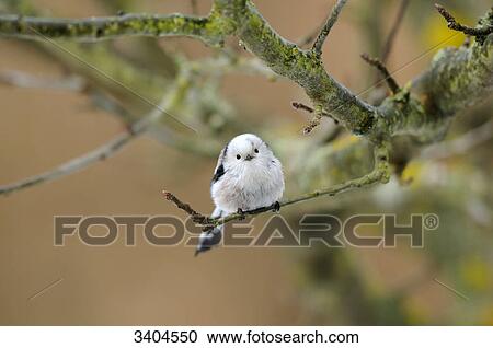 Long-tailed Tit (Aegithalos caudatus) perching on a twig, Bavaria, Germany, close-up View Large Photo Image Stock Image - Long-tailed Tit (Aegithalos caudatus) perching on a twig, Bavaria, Germany, close-up . Fotosearch