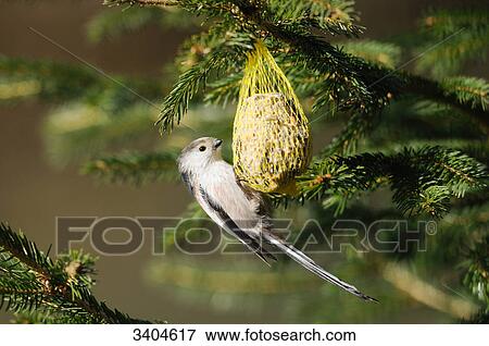 Long-tailed Tit (Aegithalos caudatus) eating, Franconia, Germany, side view View Large Photo Image Stock Photo - Long-tailed Tit (Aegithalos caudatus) eating, Franconia, Germany, side view . Fotosearch