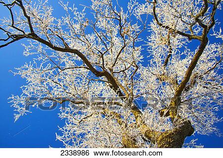 Low angle view of bare tree in forest, Bavarian Forest National Park, Bavaria, Germany View Large Photo Image Stock Photograph - Low angle view of bare tree in forest, Bavarian Forest National Park, Bavaria, Germany . Fotosearch