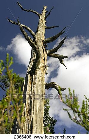 Stock Photograph - Low angle view of bare tree, Roholtfjell, Telemark, Norway . Fotosearch