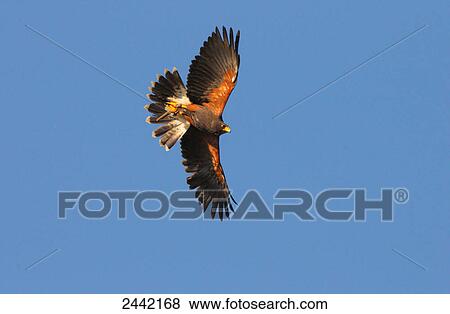 Low angle view of buzzard in flight View Large Photo Image Stock Photo - Low angle view of buzzard in flight . Fotosearch