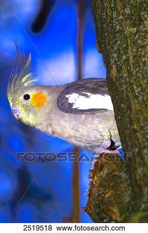 Stock Photo - Low angle view of Cockatiel (Nymphicus hollandicus) perching on tree . Fotosearch