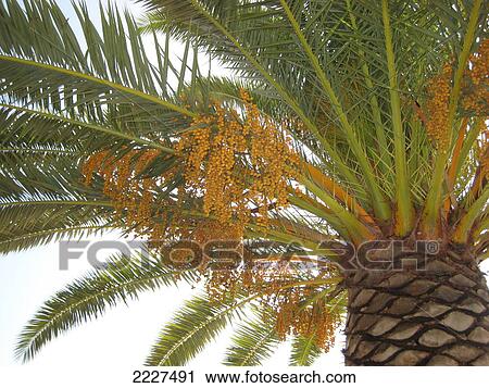 Low angle view of Date Palm Tree (Phoenix dactylifera), Budoni, Sardinia, Italy View Large Photo Image Stock Image - Low angle view of Date Palm Tree (Phoenix dactylifera), Budoni, Sardinia, Italy . Fotosearch