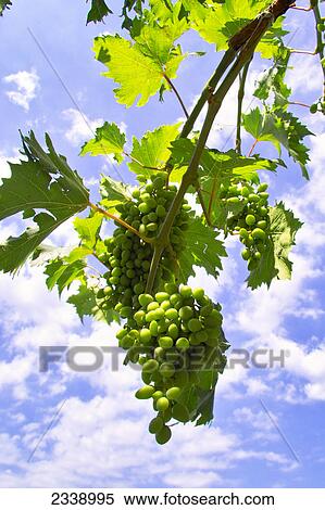Low angle view of grapes growing on branch, Balkans, Croatia View Large Photo Image Stock Photography - Low angle view of grapes growing on branch, Balkans, Croatia . Fotosearch