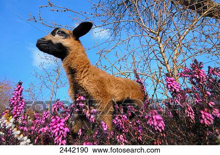 Stock Image - Low angle view of kid goat standing in Heather Erica Herbacea (Erica carnea) field . Fotosearch