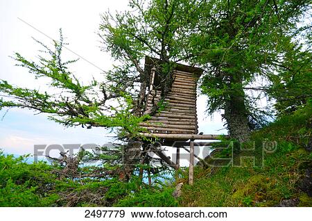 Low angle view of tree house, Styria, Austria View Large Photo Image Stock Photo - Low angle view of tree house, Styria, Austria . Fotosearch