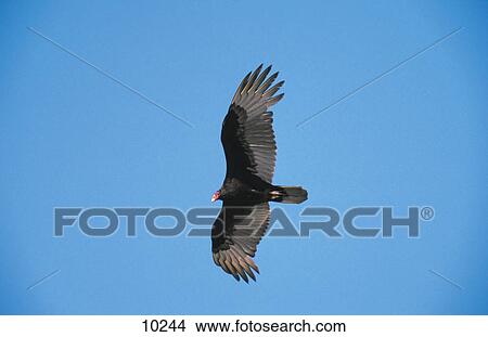 Low angle view of Turkey Vulture (Cathartes aura) flying in sky, Everglades National Park, Florida, USA View Large Photo Image Picture - Low angle view of Turkey Vulture (Cathartes aura) flying in sky, Everglades National Park, Florida, USA . Fotosearch