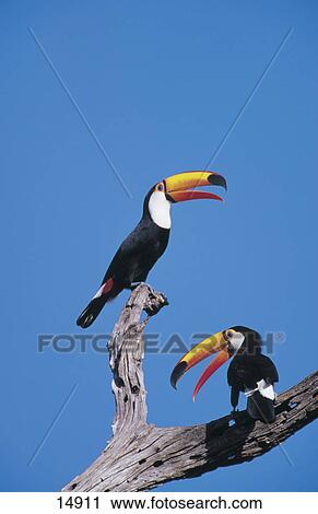 Low angle view of two Toco Toucan ( Ramphastos toco) birds perching on tree, Pantanal, Mato Grosso, Brazil View Large Photo Image Stock Image - Low angle view of two Toco Toucan ( Ramphastos toco) birds perching on tree, Pantanal, Mato Grosso, Brazil . Fotosearch