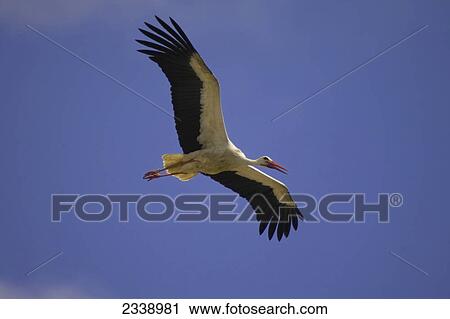 Low angle view of White Stork (Ciconia ciconia) in flight View Large Photo Image Stock Image - Low angle view of White Stork (Ciconia ciconia) in flight . Fotosearch