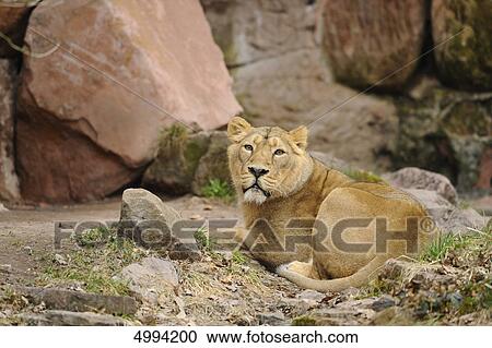 Lying Asiatic lion (Panthera leo persica) View Large Photo Image Stock Image - Lying Asiatic lion (Panthera leo persica) . Fotosearch