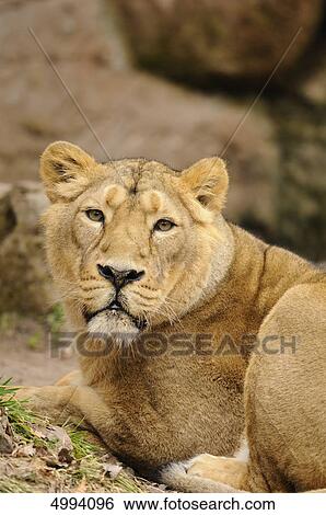 Stock Photograph - Lying Asiatic lion (Panthera leo persica) . Fotosearch