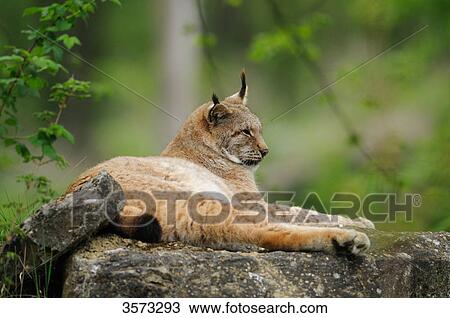 Stock Image - Lying Lynx (Lynx lynx) . Fotosearch