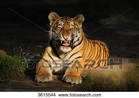 Lying Siberian Tiger (Panthera tigris altaica) View Large Photo Image Picture - Lying Siberian Tiger (Panthera tigris altaica) . Fotosearch