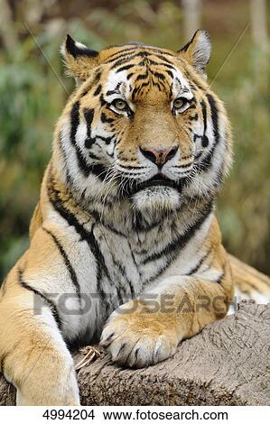 Lying Siberian tiger (Panthera tigris altaica) View Large Photo Image Picture - Lying Siberian tiger (Panthera tigris altaica) . Fotosearch