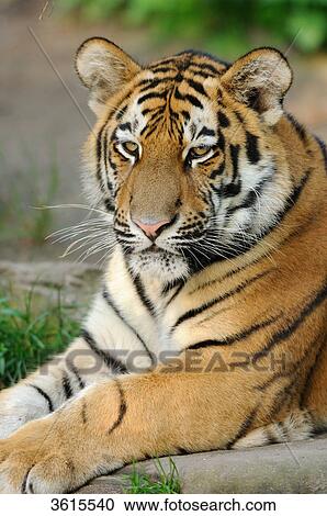 Lying Siberian Tiger (Panthera tigris altaica) View Large Photo Image Stock Image - Lying Siberian Tiger (Panthera tigris altaica) . Fotosearch