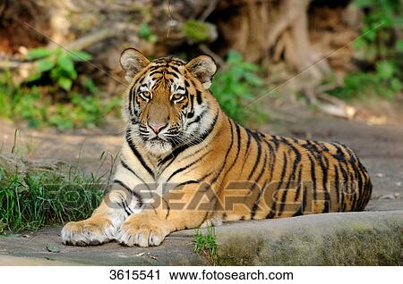 Lying Siberian Tiger (Panthera tigris altaica) View Large Photo Image Stock Image - Lying Siberian Tiger (Panthera tigris altaica) . Fotosearch