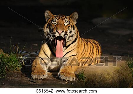 Lying Siberian Tiger (Panthera tigris altaica) sticking out tongue View Large Photo Image Stock Image - Lying Siberian Tiger (Panthera tigris altaica) sticking out tongue . Fotosearch