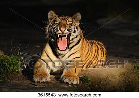 Stock Image - Lying Siberian Tiger (Panthera tigris altaica) with open mouth . Fotosearch