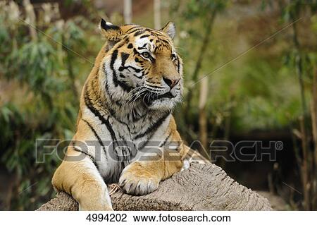 Stock Image - Lying Siberian tiger (Panthera tigris altaica) . Fotosearch