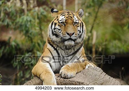 Stock Image - Lying Siberian tiger (Panthera tigris altaica) . Fotosearch