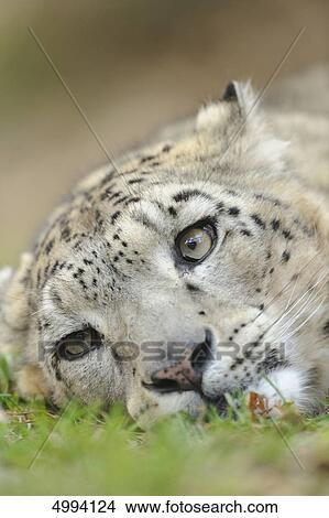 Lying snow leopard (Uncia uncia) View Large Photo Image Picture - Lying snow leopard (Uncia uncia) . Fotosearch
