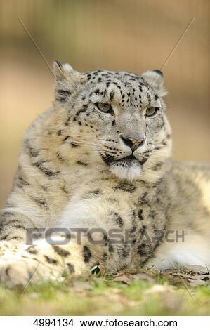Lying snow leopard (Uncia uncia) View Large Photo Image Picture - Lying snow leopard (Uncia uncia) . Fotosearch