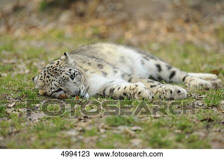 Stock Image - Lying snow leopard (Uncia uncia) . Fotosearch