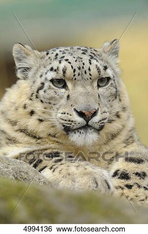 Stock Photograph - Lying snow leopard (Uncia uncia) . Fotosearch