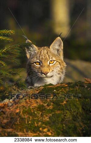 Picture - Lynx in forest, Bavarian Forest National Park, Bavaria, Germany . Fotosearch