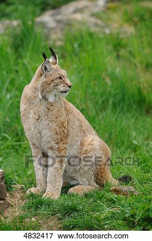 Stock Photo - Lynx looking around . Fotosearch