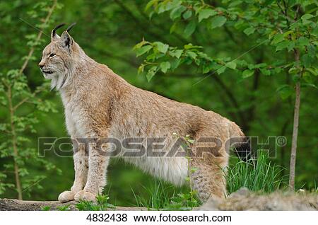 Stock Photo - Lynx looking around . Fotosearch
