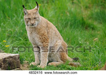 Lynx looking around View Large Photo Image Stock Photograph - Lynx looking around . Fotosearch