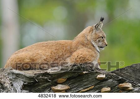 Lynx lying on log View Large Photo Image Stock Photo - Lynx lying on log . Fotosearch