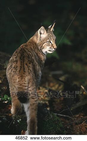 Lynx (Lynx lynx) in forest, Bavarian Forest National Park, Bavaria, Germany View Large Photo Image Stock Image - Lynx (Lynx lynx) in forest, Bavarian Forest National Park, Bavaria, Germany . Fotosearch