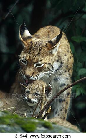 Picture - Lynx (Lynx lynx) licking cub in forest, Bavarian Forest National Park, Bavaria, Germany . Fotosearch