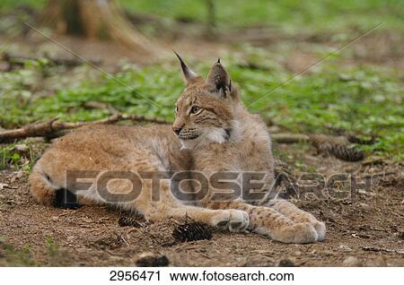 Lynx (Lynx lynx) lying in forest View Large Photo Image Stock Image - Lynx (Lynx lynx) lying in forest . Fotosearch