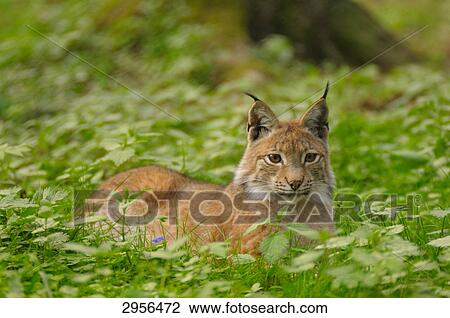 Stock Image - Lynx (Lynx lynx) lying in forest . Fotosearch