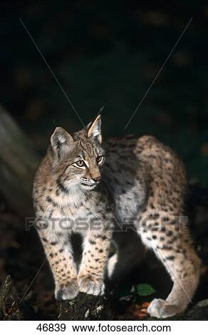 Stock Photo - Lynx (Lynx lynx) standing in forest, Bavarian Forest National Park, Bavaria, Germany . Fotosearch