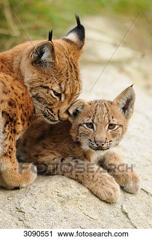 Stock Image - Lynx mother (Lynx lynx) caressing her young, Bavarian Forest, Germany . Fotosearch