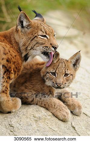 Stock Photography - Lynx mother (Lynx lynx) licking her young, Bavarian Forest, Germany . Fotosearch