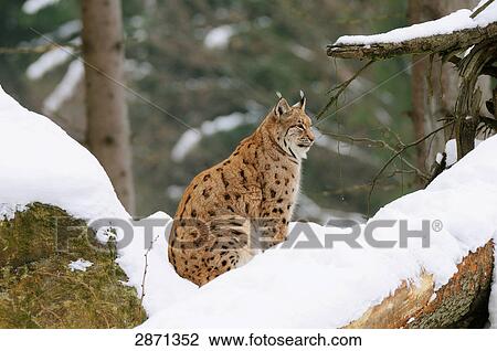 Stock Image - Lynx sitting in snow, Bavaria, Germany . Fotosearch