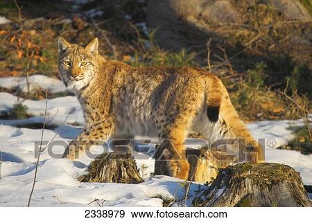 Stock Photo - Lynx walking in forest, Bavarian Forest National Park, Bavaria, Germany . Fotosearch
