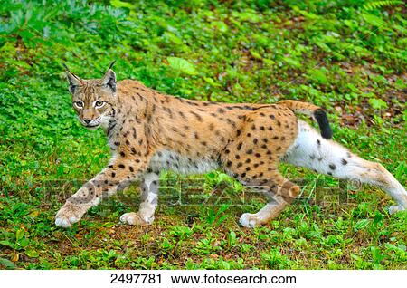 Stock Image - Lynx walking in forest . Fotosearch