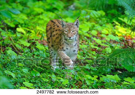 Lynx walking in forest View Large Photo Image Stock Image - Lynx walking in forest . Fotosearch