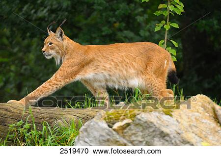 Lynx walking in forest View Large Photo Image Stock Image - Lynx walking in forest . Fotosearch