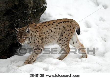 Lynx walking in snow, Bavarian Forest National Park, Bavaria, Germany View Large Photo Image Stock Photography - Lynx walking in snow, Bavarian Forest National Park, Bavaria, Germany . Fotosearch