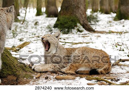 Stock Image - Lynx yawning in forest . Fotosearch