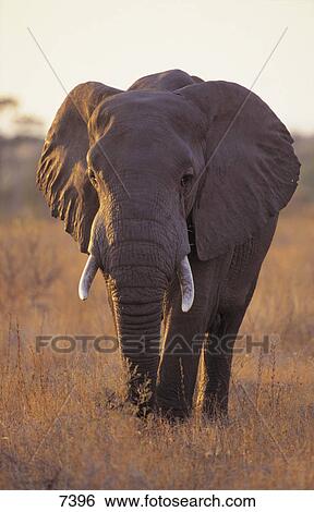 Male African Elephant (Loxodonta africana) walking in forest, Kruger National Park, South Africa View Large Photo Image Stock Photograph - Male African Elephant (Loxodonta africana) walking in forest, Kruger National Park, South Africa . Fotosearch